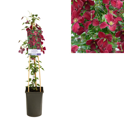 Kletterpflanze Clematis vit. 'Vitiwester'® PBR (Cushion)