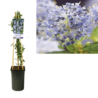 Ceanothus thyrsiflorus var. repens (amerikanischer Flieder)