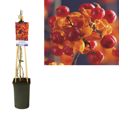 Celastrus orbiculatus 'Hermaphroditus' (Baumwürger)