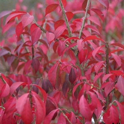 Kardinaalsmuts (Euonymus alatus ‘Compactus’) - Heesters