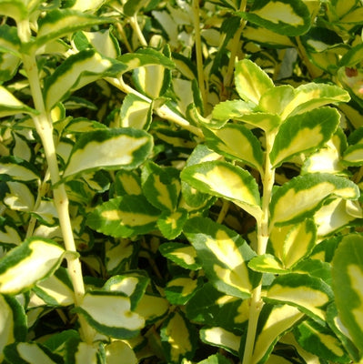 Kardinalshaube (Euonymus fortunei 'Blondy'®)