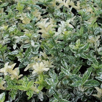 Kardinalshaubenvogel (Euonymus fortunei 'Harlekin')