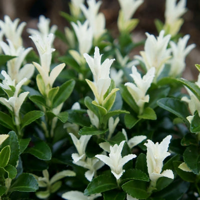 Kardinalshut (Euonymus japonicus Paloma Blanca)