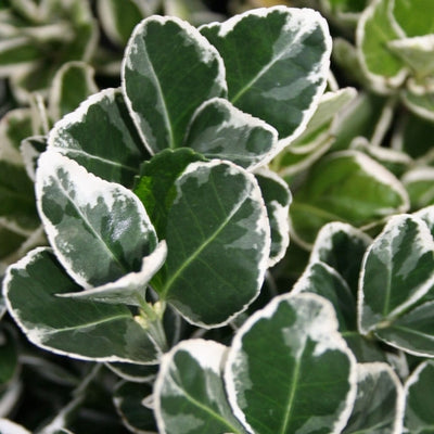 Kardinalshaube (Euonymus japonicus 'Kathy')