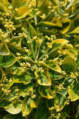 Kardinalshaube (Euonymus japonicus 'Marieke')