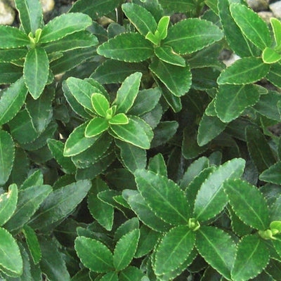 Kernbeißer (Euonymus japonicus 'Microphyllus')