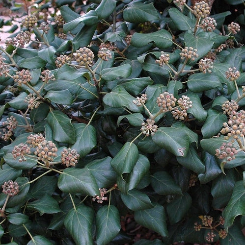 Klimop (Hedera colchica 'Fall Favourite') - Heesters