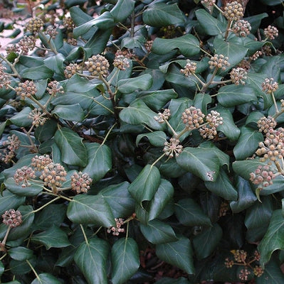 Efeu (Hedera colchica „Herbstliebling“)