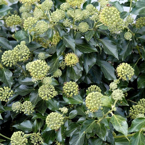 Klimop (Hedera helix ‘Arborescens’) - Sträucher