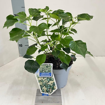Klimop (Hedera helix ‘Arborescens’) - Sträucher
