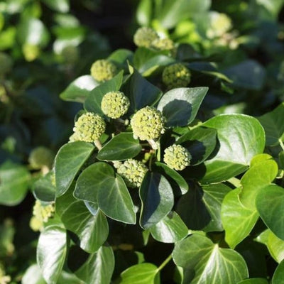 Efeu (Hedera helix 'Arbori Compact')