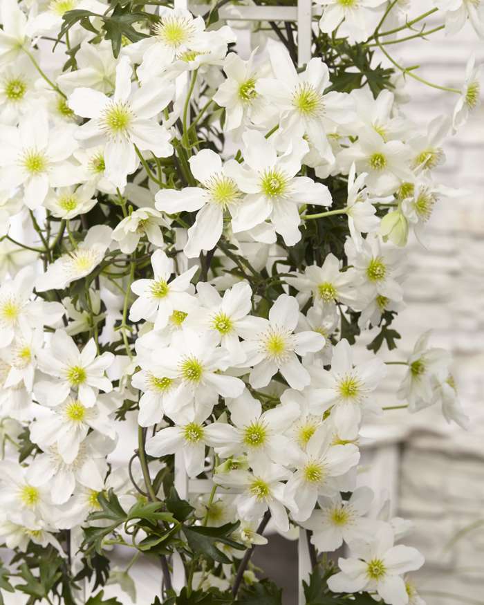 Kletterpflanze Clematis cartm. Avalanche (Waldrebe) -