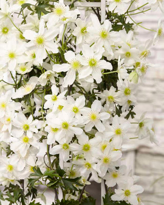 Kletterpflanze Clematis cartm. Avalanche (Kuhbeere)