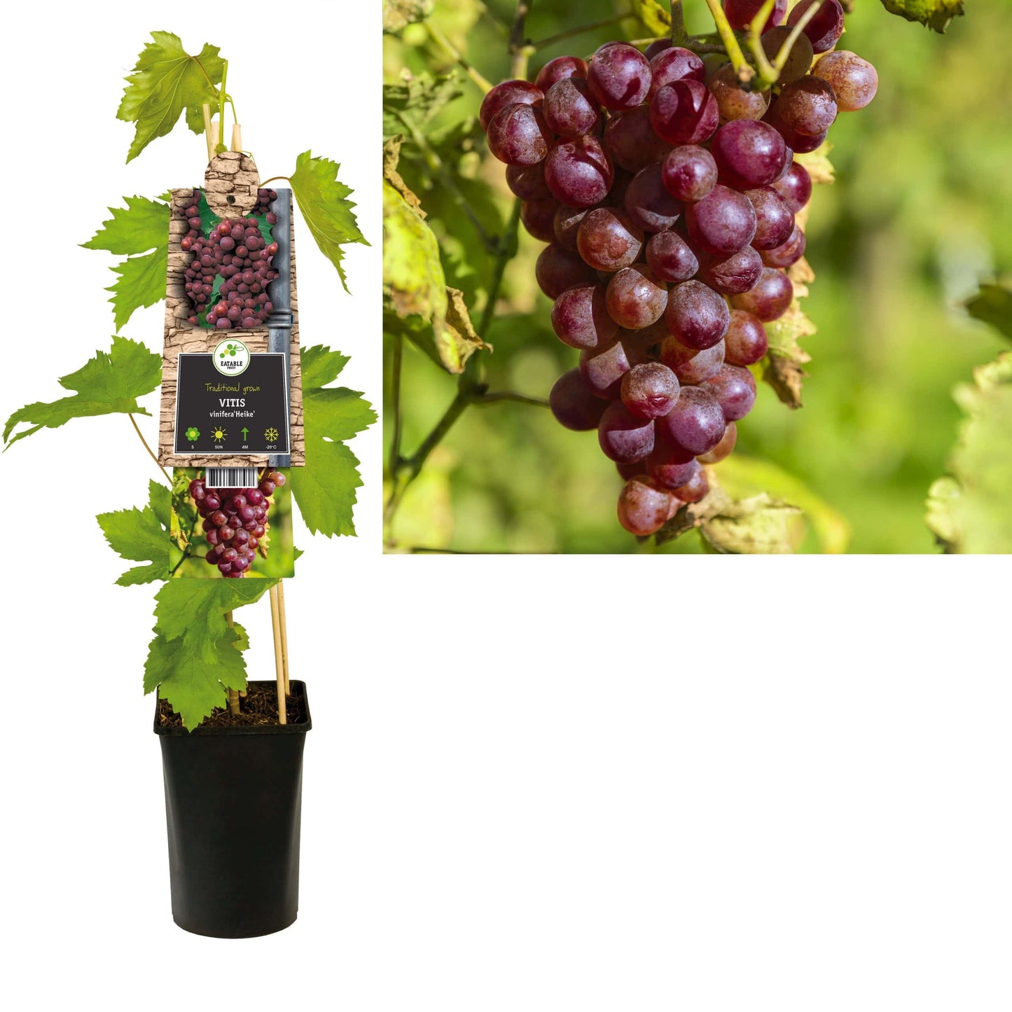 Klimplant Vitis 'Heike' (Pitloze druif) - 