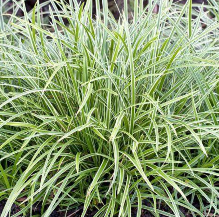 Zegge (Carex morrowii Ice Dance) - Tuinplanten