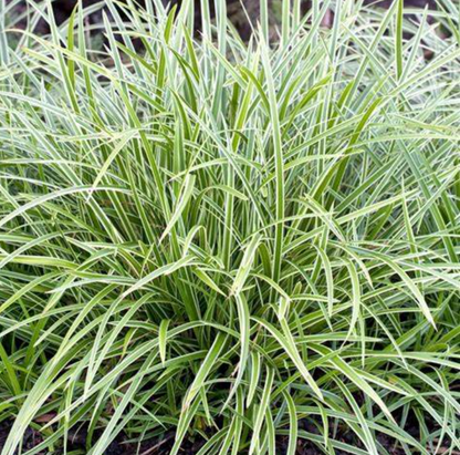 Segge (Carex morrowii Ice Dance) - Gartenpflanzen