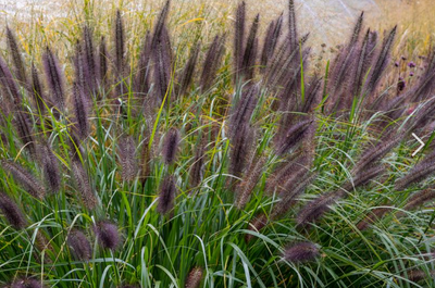 Neunaugengras (Pen. alopecuroides 'Virid. Back Beauty')