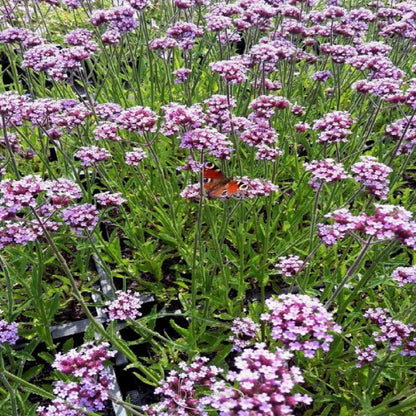 Borderpakket siertuin (3,5m2) - Tuinplanten
