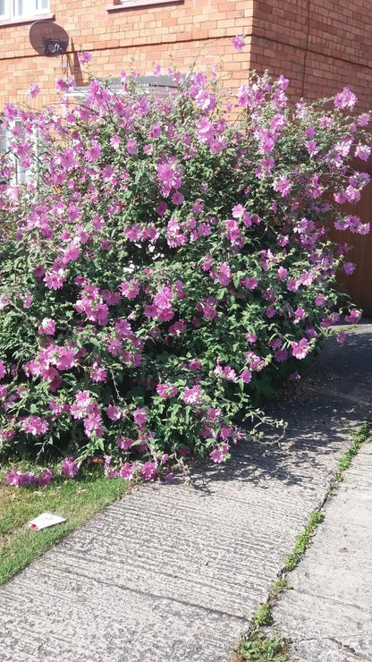 Lavatera (Lavatera 'Rosea') - Gartenpflanzen