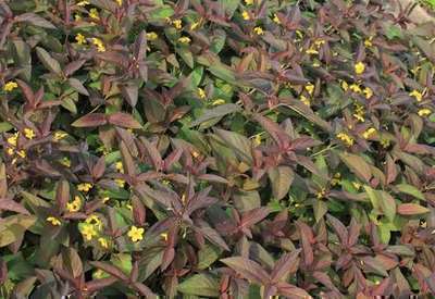 Spitzohrweide (Lysimachia ciliata 'Firecracker')