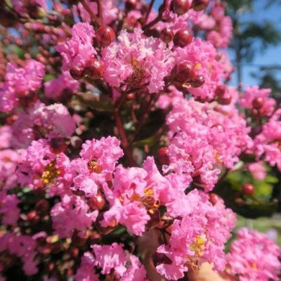 Lagerstroemia (Lagerstroemia Choco Pink)