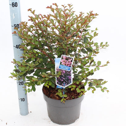 Lagerstroemia (Lagerstroemia Choco Pink) - Heesters