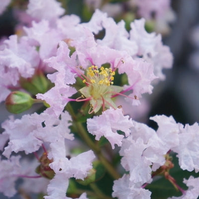 Lagerstroemia (Lagerstroemia indica With Love Babe)