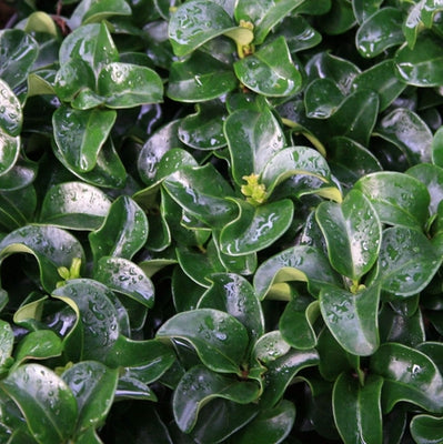 Liguster (Ligustrum jap. 'Rotundifolium')