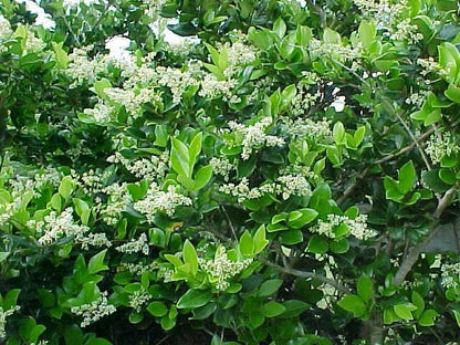 Liguster (Ligustrum jap. 'Texanum') - Groenblijvende struiken