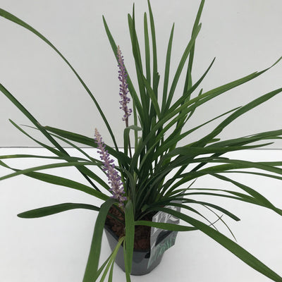 Leliegras (Liriope 'Big Blue')