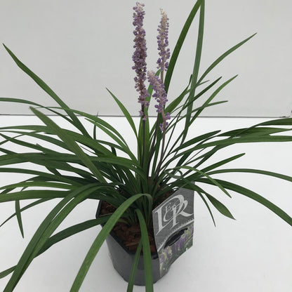 Leliegras (Liriope muscari 'Moneymaker') - Tuinplanten