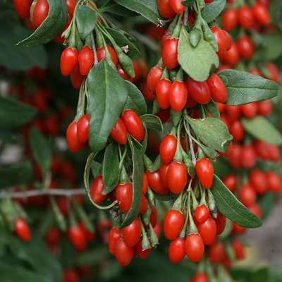 Kletterpflanze Lycium barbarum 'Instant Success' (Goji-Beere)