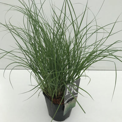 Prachtriet (Miscanthus 'Adagio')