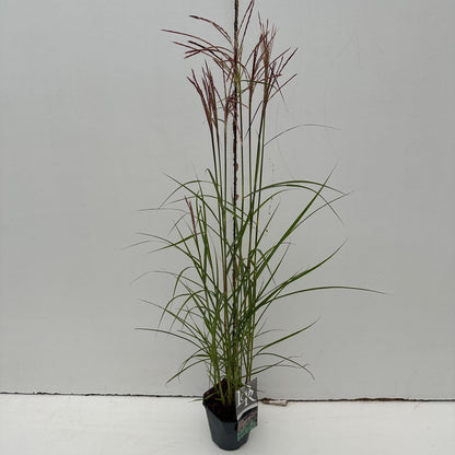 Prachtriet (Miscanthus 'Ferner Osten') - Prachtriet