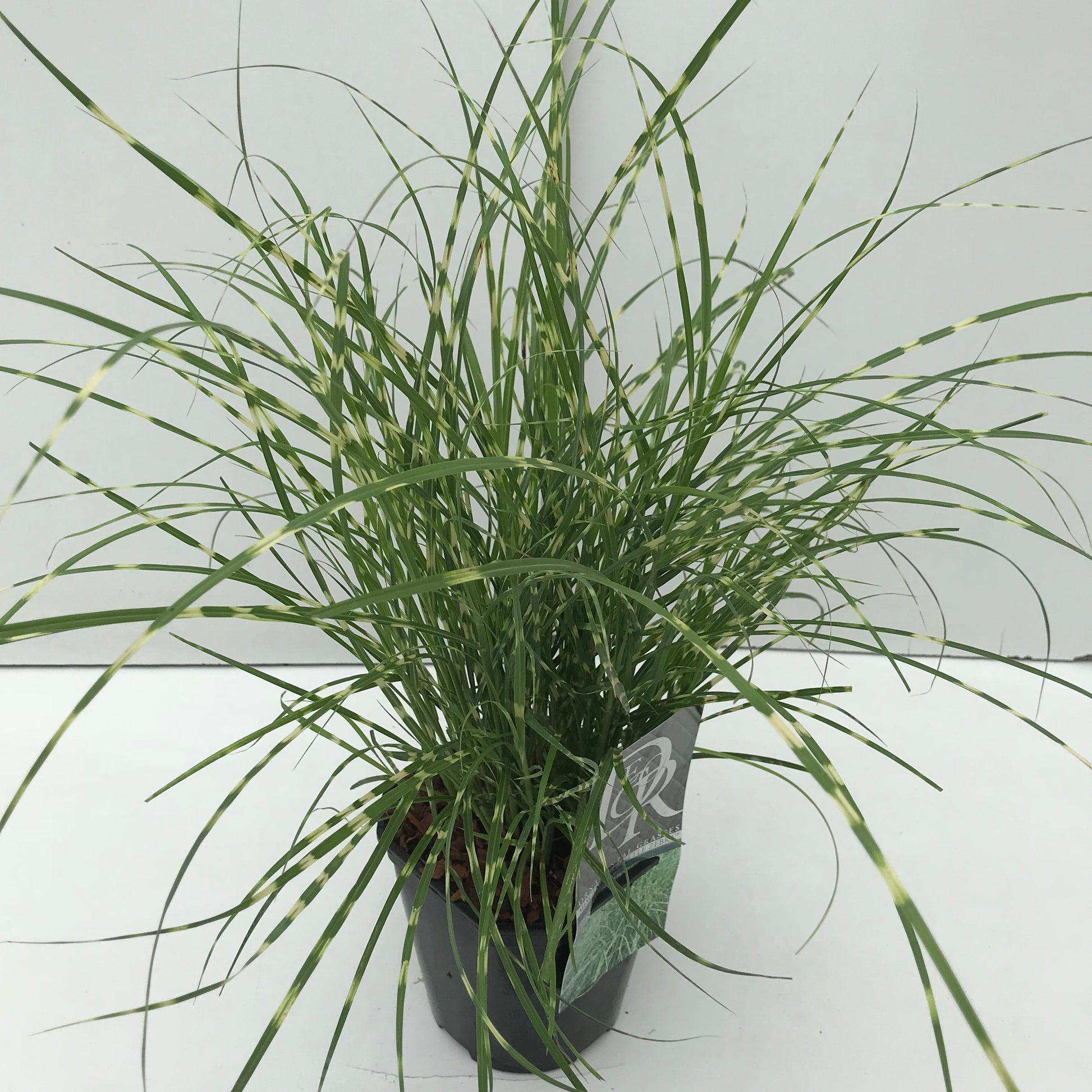 Prachtriet (Miscanthus 'Little Zebra') - Prachtriet