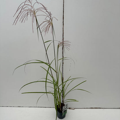 Prachtriet (Miscanthus 'Malepartus') - Prachtriet
