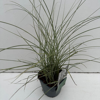 Prachtriet (Miscanthus 'Morning Light')