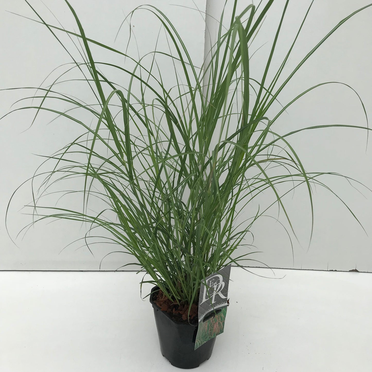 Lampepoetsersgras (Pennisetum alopecuroides flamingo) - Tuinplanten