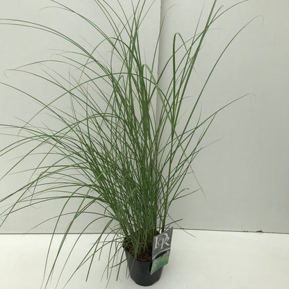 Prachtgriet (Miscanthus sin."Kleine Silberspinne") - Tuinplanten