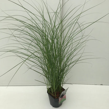 Prachtgriet (Miscanthus sinensis 'Red Chief') - Tuinplanten