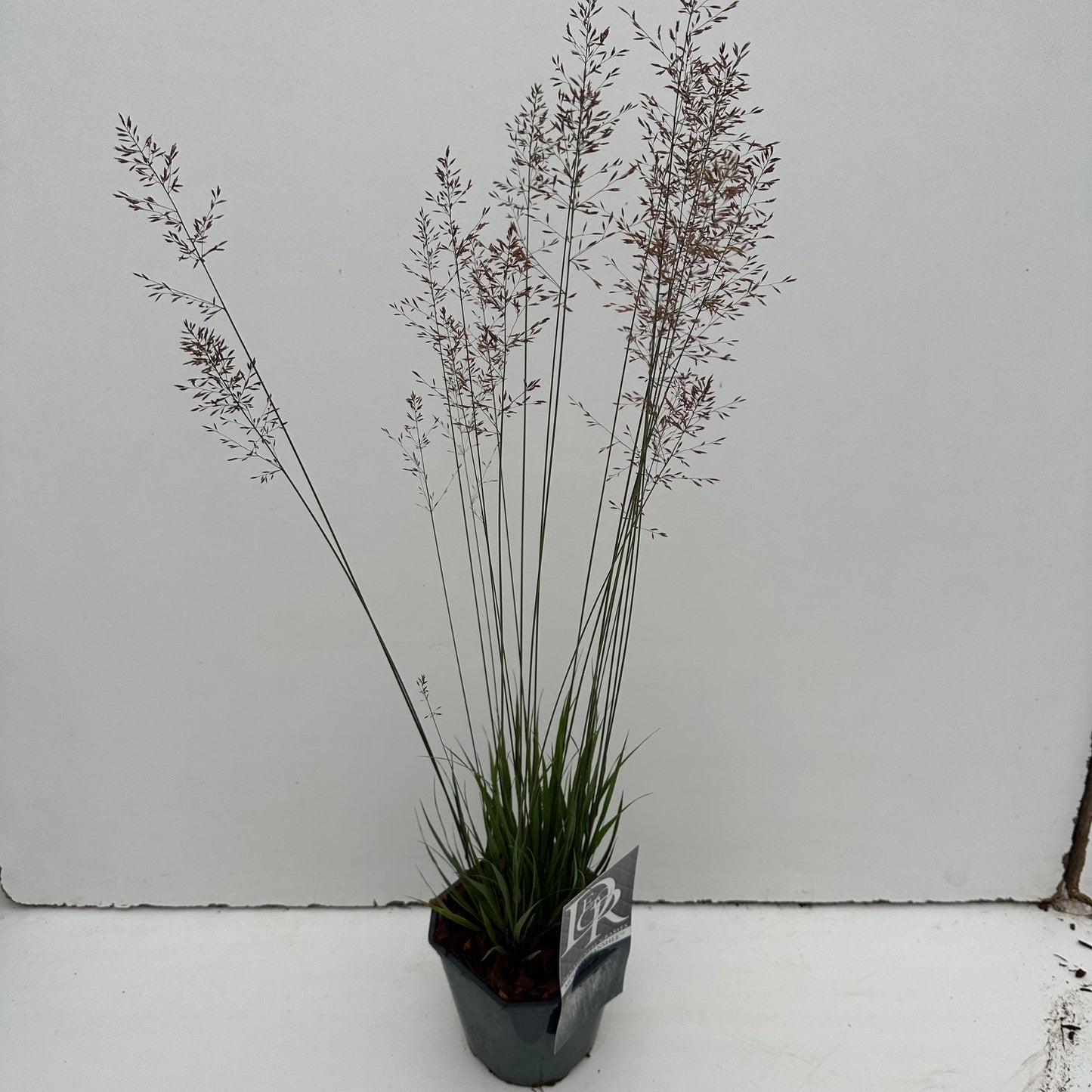 Pijpestrootje (Molinia 'Banshee') - Pijpestrootje