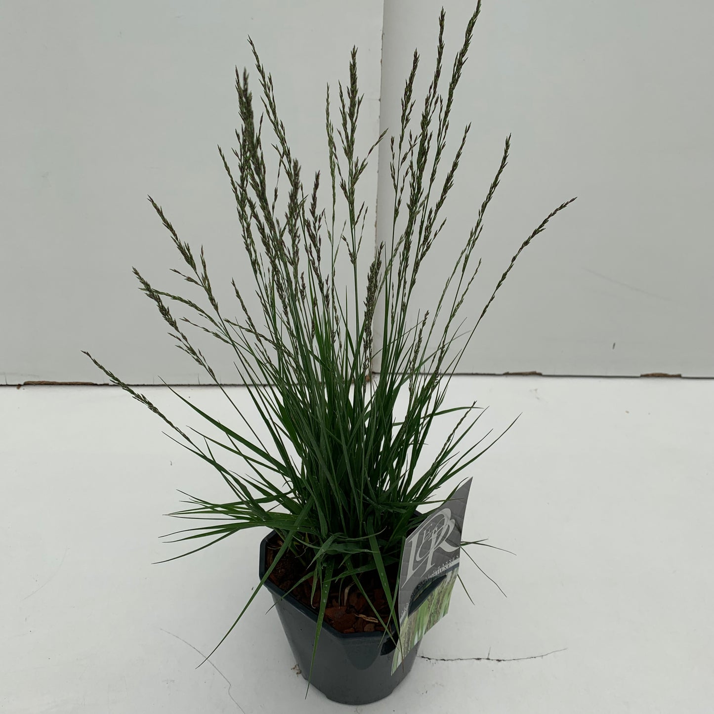 Pijpestrootje (Molinia 'Moorhexe') - Pijpestrootje