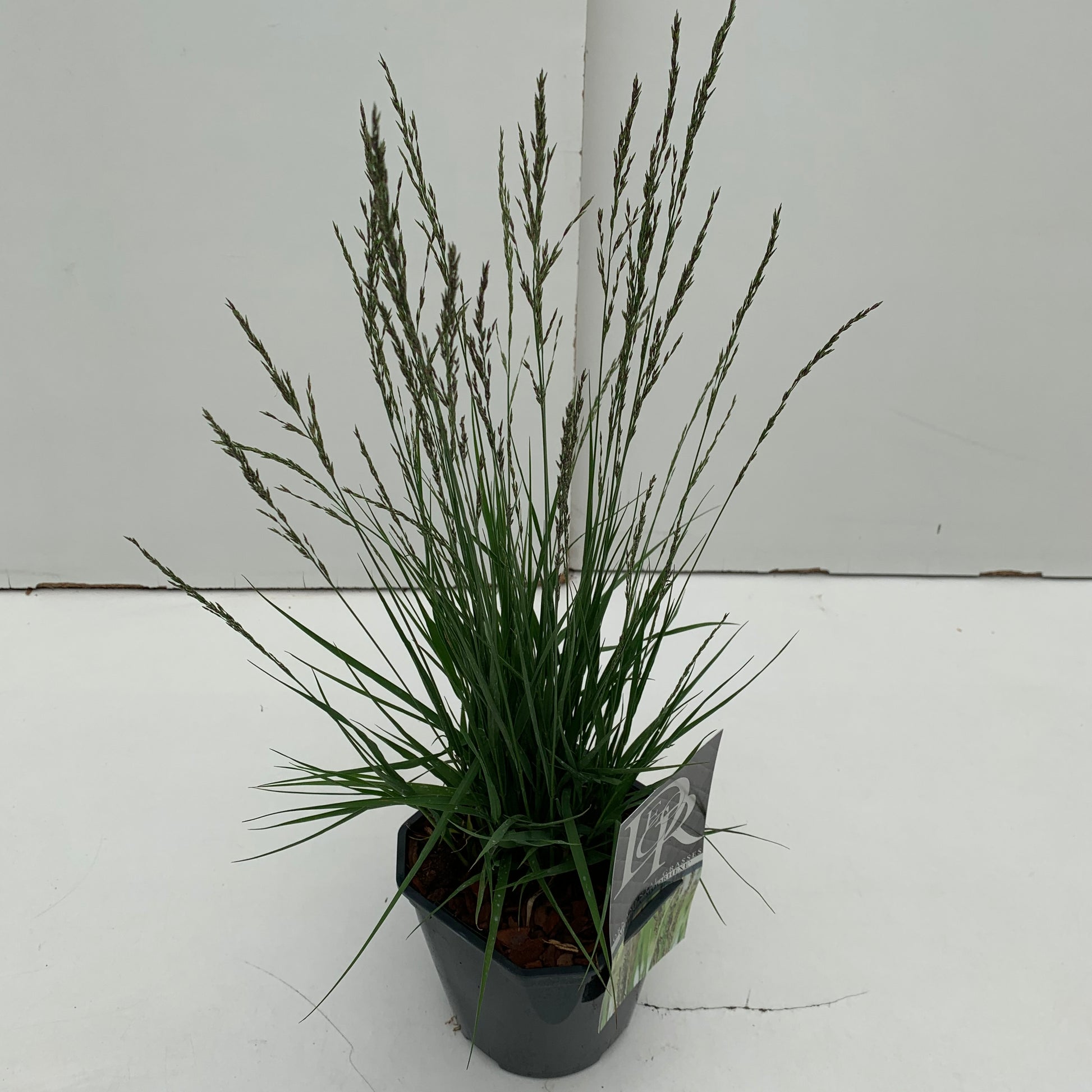 Pijpestrootje (Molinia 'Moorhexe') - Pijpestrootje