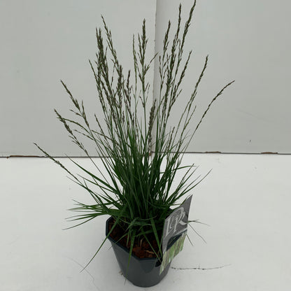 Pijpestrootje (Molinia 'Moorhexe') - Pijpestrootje