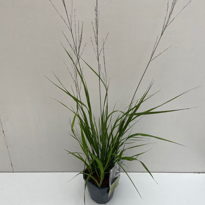 Pijpestrootje (Molinia 'Transparant')