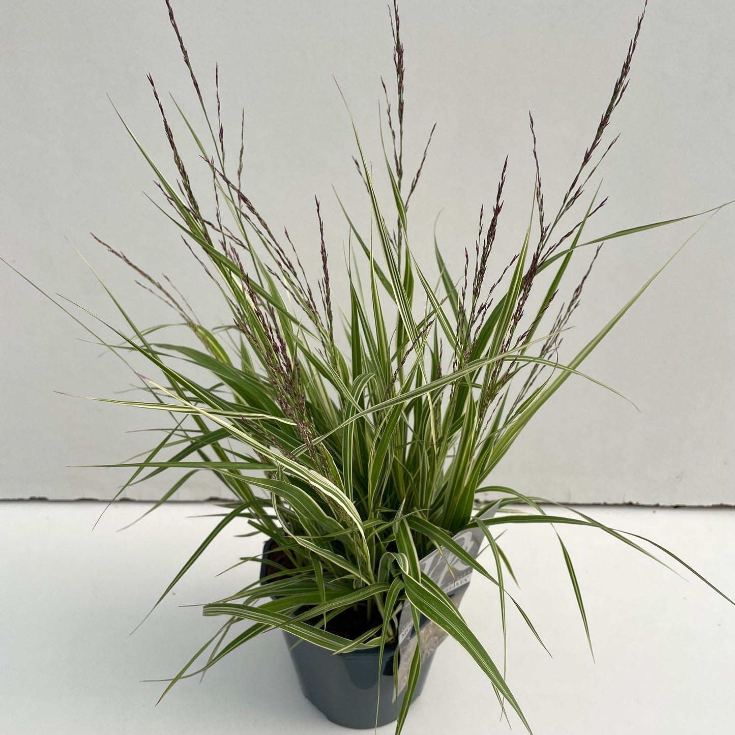 Pijpestrootje (Molinia 'Variegata') - Pijpestrootje