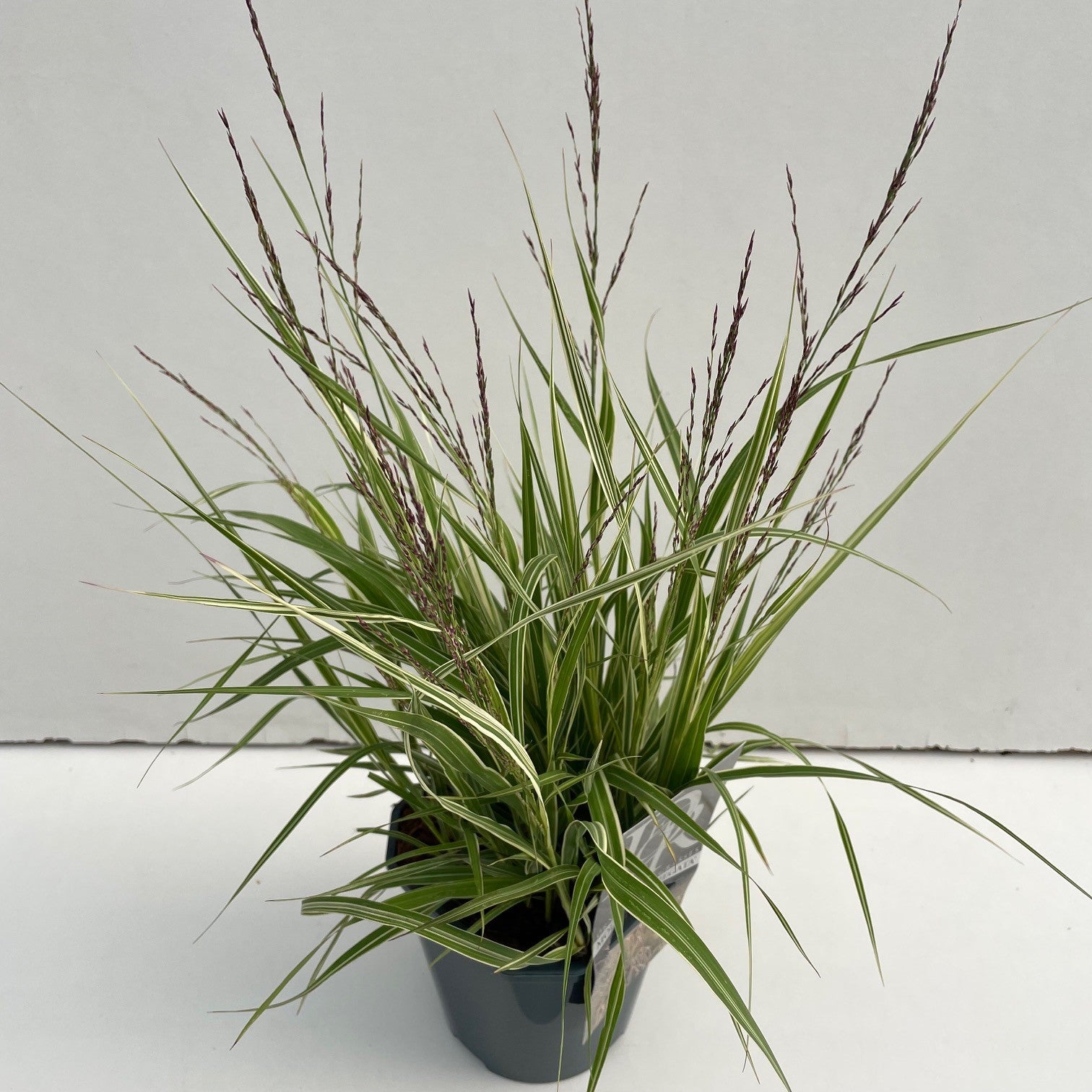 Pijpestrootje (Molinia 'Variegata') - Pijpestrootje