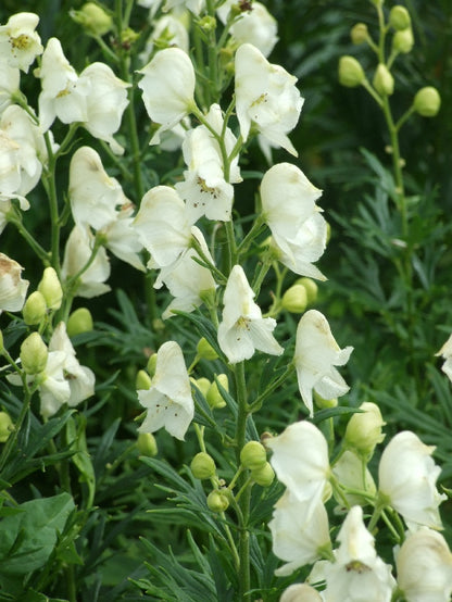 Eisenhut (Aconitum napellus 'Album') - Gartenpflanzen