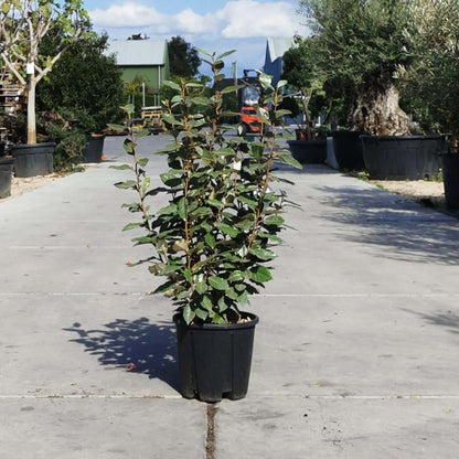 Olijfwilg (Elaeagnus ebbingei 'Compacta') - Haagplanten
