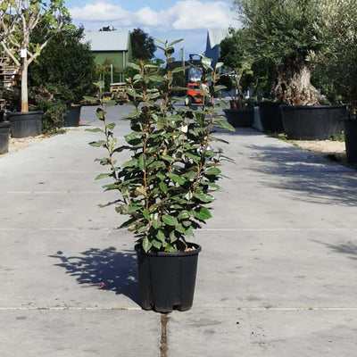 Olivenweide (Elaeagnus ebbingei 'Compacta')